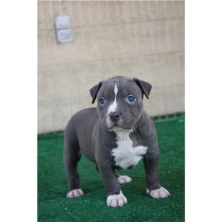 America Pit Bull Welpen Blueline der beste Welpe fur Ihre Familie.