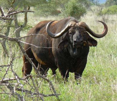 Faszination Kenia - 11 Tage Safari - 3 Tage Strand