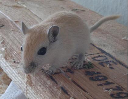 Zwei Rennmaus Jungtiere (w) suchen neues zu Hause