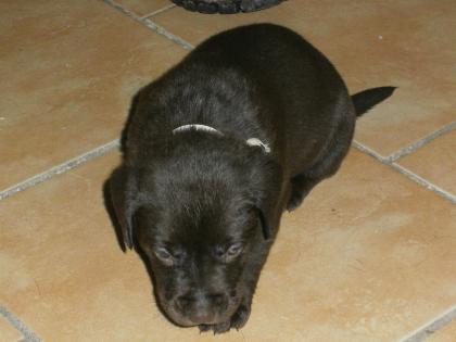 Labrador Welpen