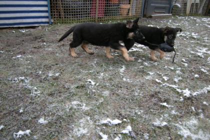 Schäferhundwelpen gerader Rücken mit Roten SV Papieren , vom Züchter 