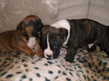 Boxer welpen zu Verkaufen.