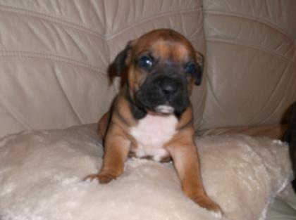 Boxer welpen zu Verkaufen.