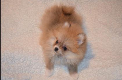 MINI Pomeranian Spitzwelpe