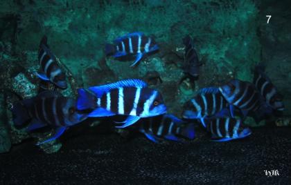 Blue Zaire 