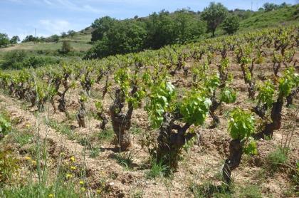 Sardinien, Weinberg, Land, 3 Ha, Existenz, Baugenehmigung, Auswandern, Selbstver