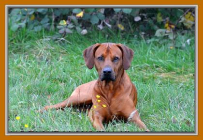 Rhodesian Ridgeback Welpen Wurfankündigung