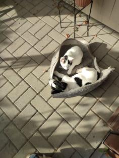 Verschmuster Jack Russel 
