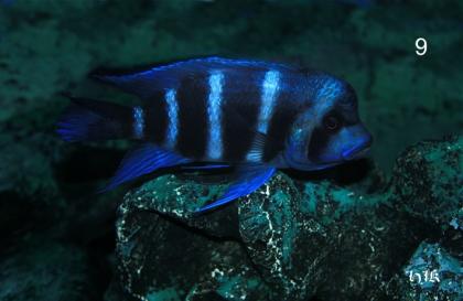 Blue Zaire 