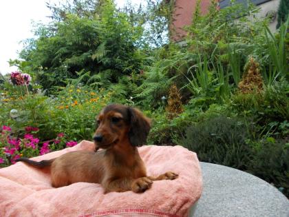 Langh.u. Rauhaardackelwelpen