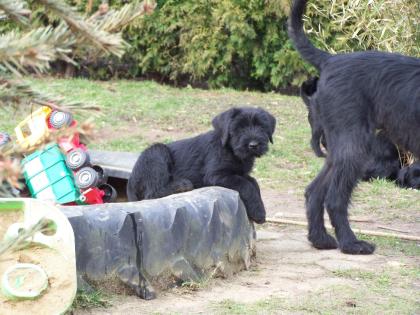 Riesenschnauzer Welpen 