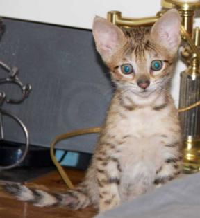 Wunderschöne Bengal und savannah  Kitten ab sofort abzugeben