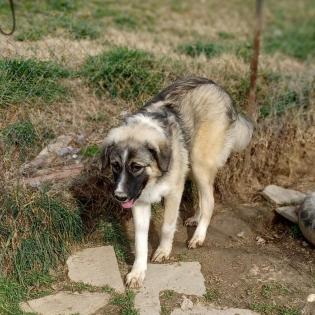 Darla - sucht ein Zuhause ohne kleine Kinder
