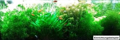 Seegrasblättriges Trugkölbchen, Bündel, Wasserpflanzen (Versand/ Abholung)