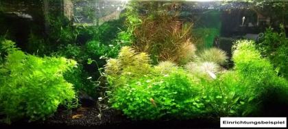 Dreiteiliger Wassernabel, Rarität, Aquariumpflanzen, Versand