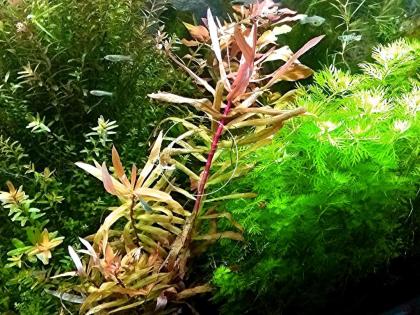 Cognacpflanze, Aquariumpflanzen (Versand/ Abholung)