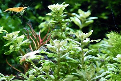 Kleiner Wasserstern, Aquariumpflanzen, Versand