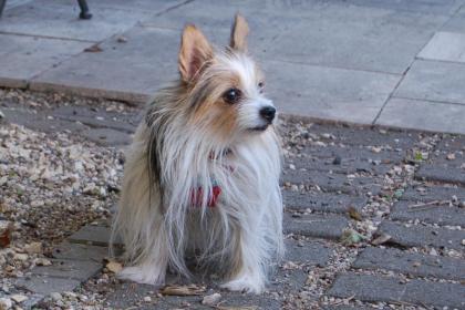 SWEET MOGLI - Biewer Yorkshire - 9 Jahre - Tierhilfe-Franken e.V.