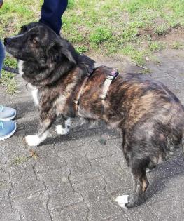 Sinefa sucht ein passendes zuhause-Pflegestelle gefunden