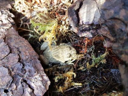 Gelbbauchunke (Bombina variegata) Nachzuchten