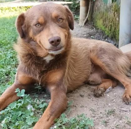 Menios - trotz seinem Bruch fit