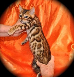 Bengalen und Bengalinen :) Bengal Kitten Katzen Kater Katze