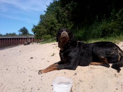 *DOGSITTING* Ich führe gerne täglich ihren Hund 1-3 std aus ! Raum: Ellerbeck/ W
