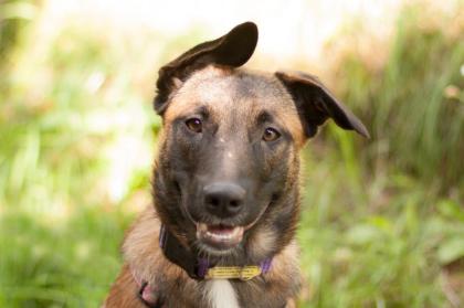 APACHI - Malinois-Aussi-Mix - 7 Monate - Tierhilfe-Franken e.V.