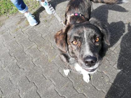 Sinefa sucht ein passendes zuhause-Pflegestelle gefunden