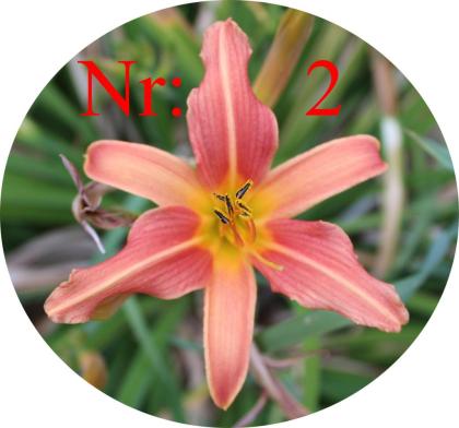 Biete: verschiedene Taglilien-Arten Blumen.