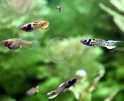 Tiger Endler, reinerbig, RARITÄT, Aktion (Versand/ Abholung)