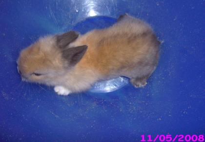 1 Angora Zwerg Rammler  40€   in liebevolle Hände abzugeben