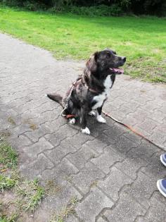 Sinefa sucht ein passendes zuhause-Pflegestelle gefunden