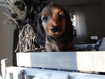 Zauberhafte Zwerg u. Kaninchenlanghaardackel Welpen