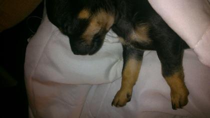 Süße Chihuahua Welpen