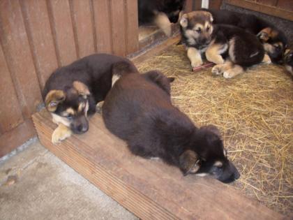 8 supersüße Schäferhundmischlinge (Welpen) suchen ein Zuhause