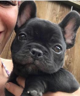 Gesunde französische Bulldoggenwelpen zu verkaufen