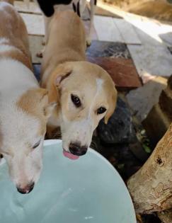 Solea sucht ein passendes Zuhause