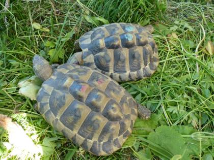 Griechische Landschildkröten, Eier legend zu verkaufen