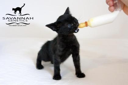F5 SBT Savannah Kitten Silver & Melanistic