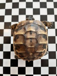 Landschildkröten 2021
