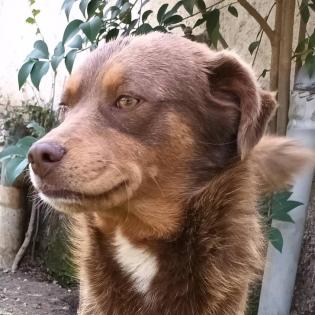 Menios - trotz seinem Bruch fit