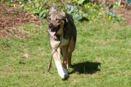 MOSTIE - Mix - 1, 5 Jahre - Tierhilfe-Franken e.V.