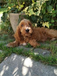 Zauberhafte Schlappohren im nicht haarendem Fellkleidchen COCKAPOO&COCKERDOODLE