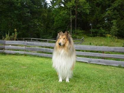 Urlaub mit Hund - im Haus alleine wohnen 2-6 Personen- Mittenwald/ Obb.