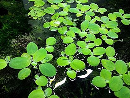 Muschelblume, Aquarienpflanzen (Versand/ Abholung)
