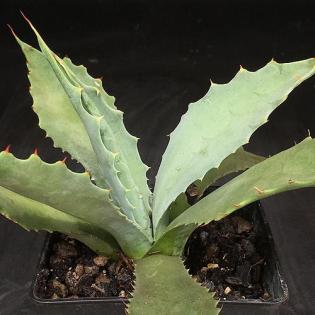 Agave winterhart, Yucca winterhart, Palme winterhart