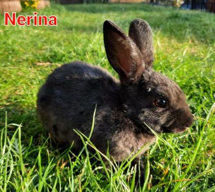 Hasenbabys 1, 5 Monate - Tierhilfe-Franken D.V.
