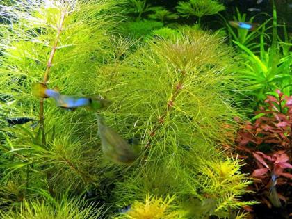 Austr. Sumpffreund (Browns), Bündel (Versand/ Abholung)