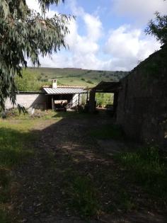 Sardinien, Weinberg, Land, 3 Ha, Existenz, Baugenehmigung, Auswandern, Selbstver